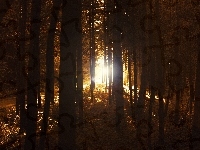 Przebijające, Las, Światło