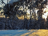 Las, Zima, Przebijające Światło