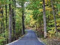 Las, Droga, Przez, Jesień
