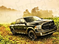 Dodge, Las, Ram, Rośliny, Mgła