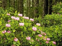 Las, Rododendron