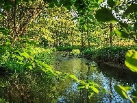 Rzeczka, Las, Lato