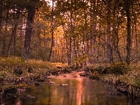 Rzeka, Las, Drzewo