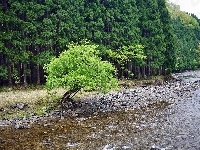 Rzeka, Las, Drzewo