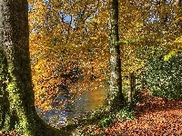 Las, Liście, Jesień, Rzeka, Drzewa