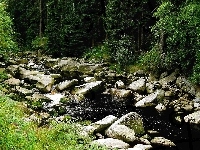 Rzeka, Las, Kamienie
