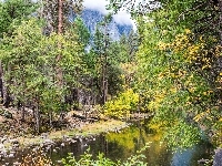 Rzeka, Las, Kamienie