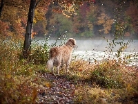 Las, Pies, Rzeka, Jesień
