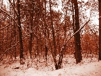 Sepia, Las, Zima