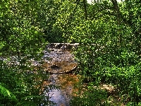Skały, Las, Potok