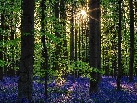 Hiacyntowiec, Las Hallerbos, Drzewa, Belgia, Kwiaty, Promienie słońca
