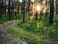 Słońce, Las, Droga