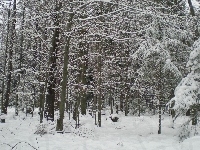 Las, śnieg