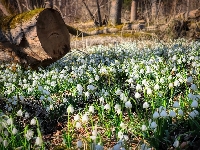 Kwiaty, Las, Śnieżyce, Konar, Drzewa