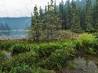 Jezioro Horseshoe, Alaska, Trawy, Stany Zjednoczone, Park Narodowy Denali, Las