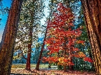 Góry, Stan Kalifornia, Drzewa, Stany Zjednoczone, Park Narodowy Yosemite, Las
