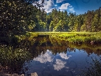 Las, Poranek, Staw, Niebo