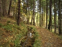 Strumyczek, Las, Paproć