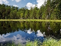Las, Jezioro, Szuwary, Odbicie