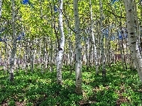 Trawa, Las, Rośliny