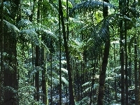 Tropikalny, Las, Australia