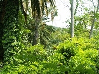 Tropikalny, Las, Palmy