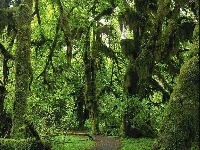Las, Tropikalny
