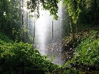 Wodospad, Las, Zieleń
