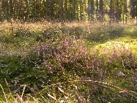 Wrzosy, Las, Trawy