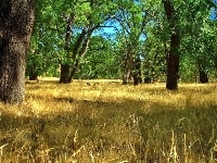 Wysuszona, Las, Trawa