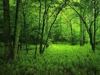 Las, Piękny, Zielony, Paproć