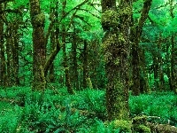 Las, Piękny, Zielony, Paprocie
