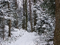 Zima, Las, Śnieg