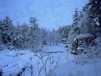 Zimą, Las, Śnieg