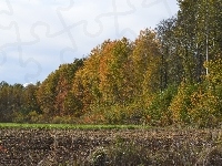 Lasu, Jesienna, Ściana, Pole