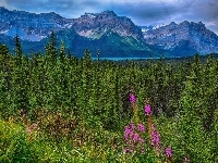 Prowincja Alberta, Drzewa, Łąka, Park Narodowy Jasper, Lasy, Kanada, Góry, Jezioro Hector Lake