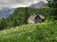 Łąka, Kwiaty, Góry, Lasy, Domek