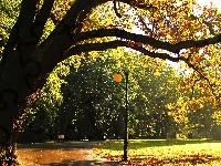 Latarnia, Drzewa, Ławki, Park, Dąb, Aleja