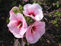 Hibiskus, Lato, Pąki, Trzy, Liście, Kwiaty, Różowe, Ogród