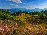 Drzewa, Rumunia, Polana, Lato, Karpaty, Góry, Domy