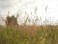 Lato, Zborze