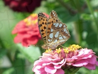 Motyl, Latonia, Dostojka, Cynia, Kwiat