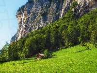 Drzewa, Polana, Dom, Szwajcaria, Góry, Wzgórze, Dolina Lauterbrunnen
