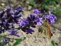 Lawendy, Karlątek, Gałązka, Kwitnącej, Motyl