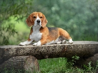 Drewniana, Pies, Beagle, Ławka