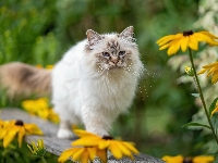 Ławka, Puszysty, Oczy, Rozmycie, Niebieskie, Kot ragdoll, Żółte kwiaty