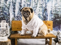 Drzewa, Mops, Pies, Ławka, Lampa, Sweter