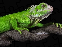 Zbliżenie, Legwan zielony, Iguana, Drzewo