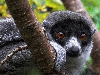 Lemur, Drzewo