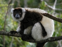 Lemur, Gałąz